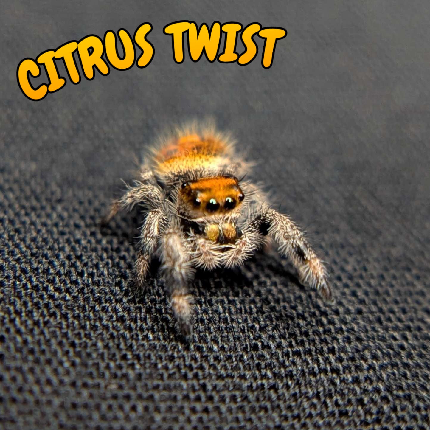 Regal Jumping Spider "Citrus Twist"