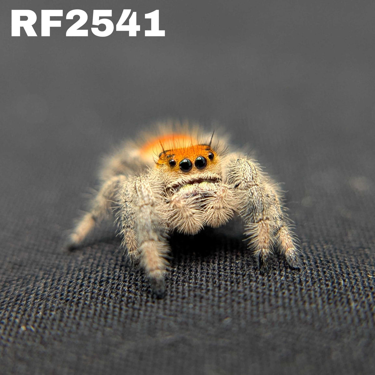 Regal Jumping Spider “Gooseberry”