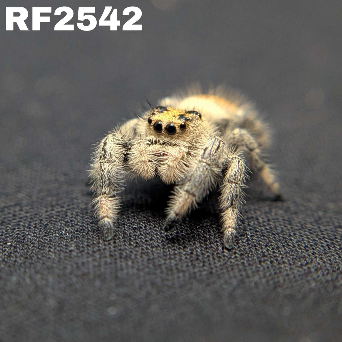 Regal Jumping Spider "Marmalade"
