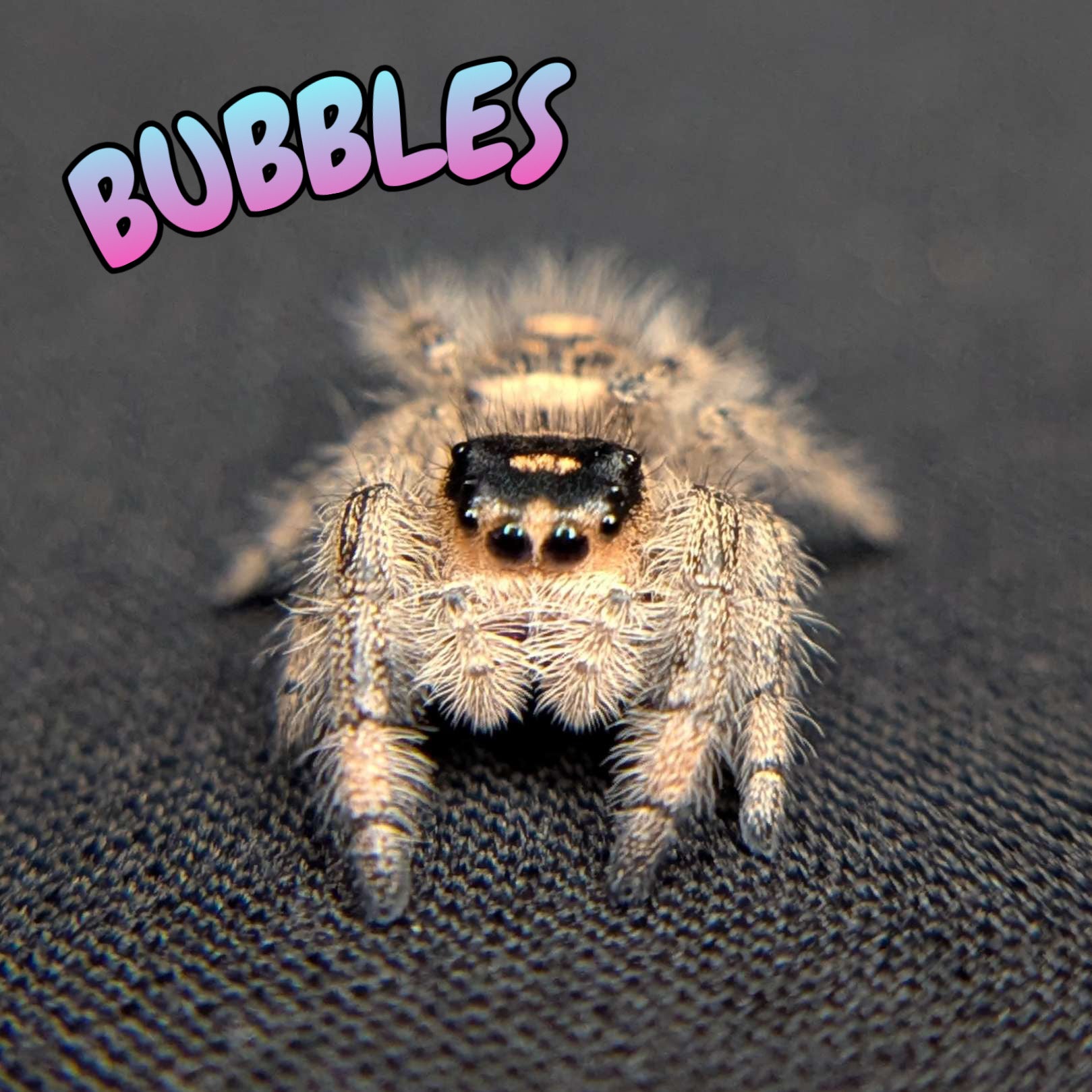Regal Jumping Spider "Bubbles"