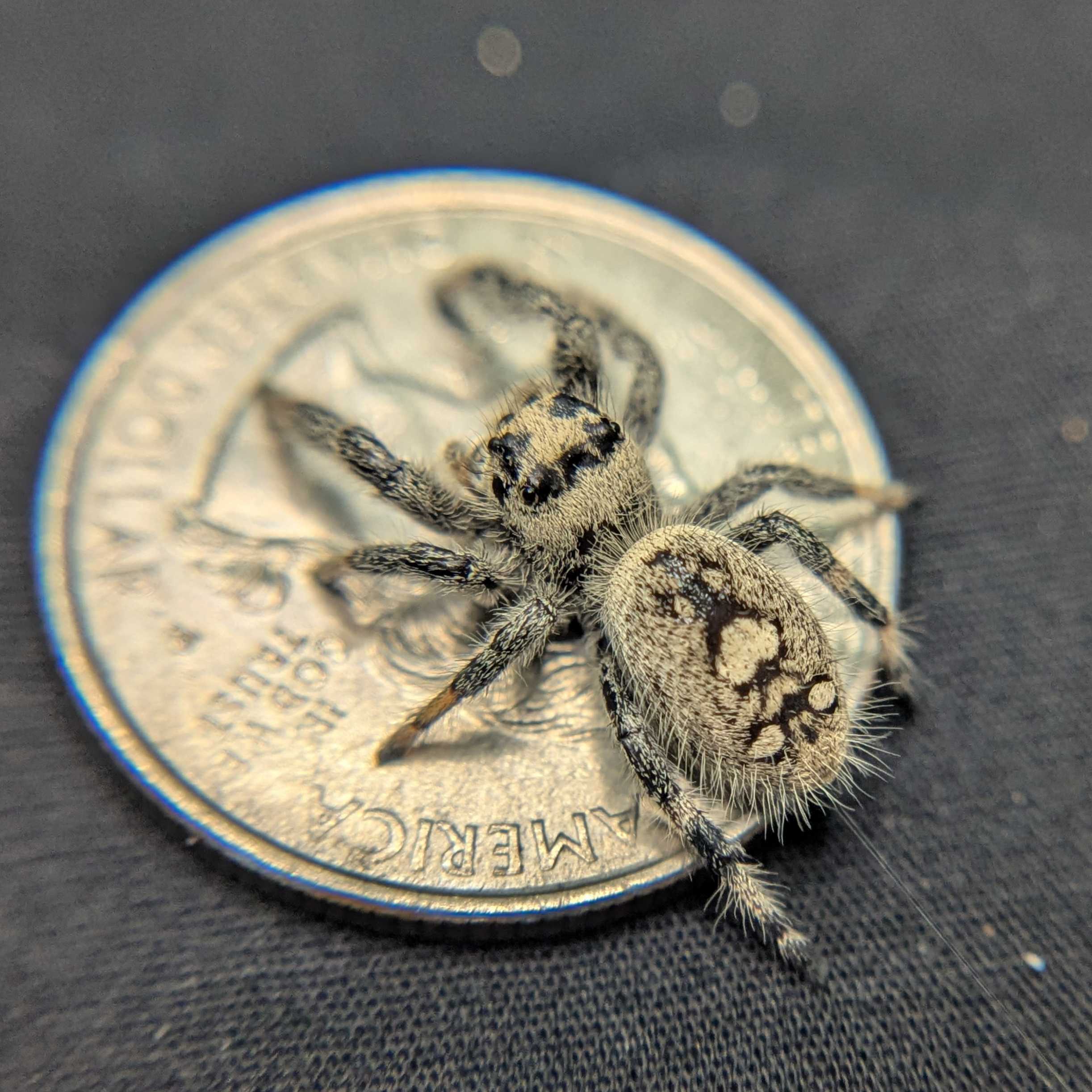 Regal Jumping Spider "Celaena"
