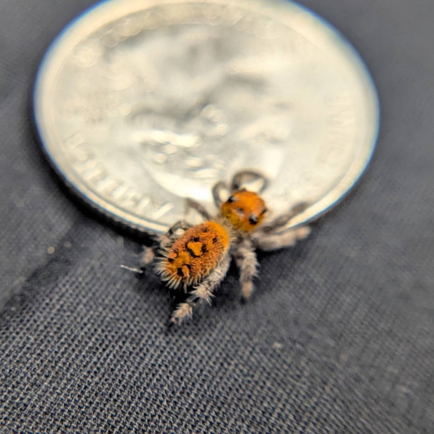 Regal Jumping Spider “Tropicana Poison”