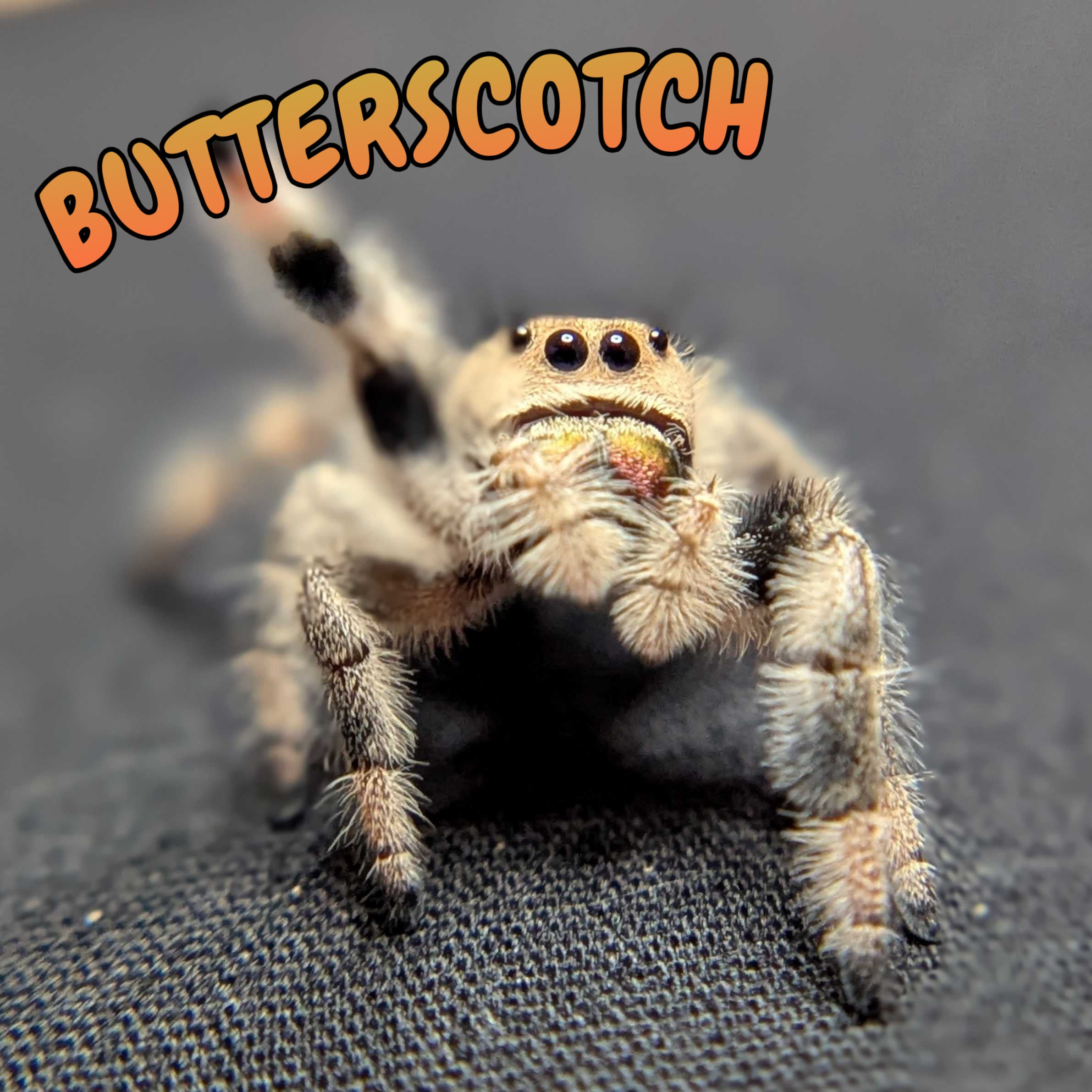 Regal Jumping Spider “Butterscotch”