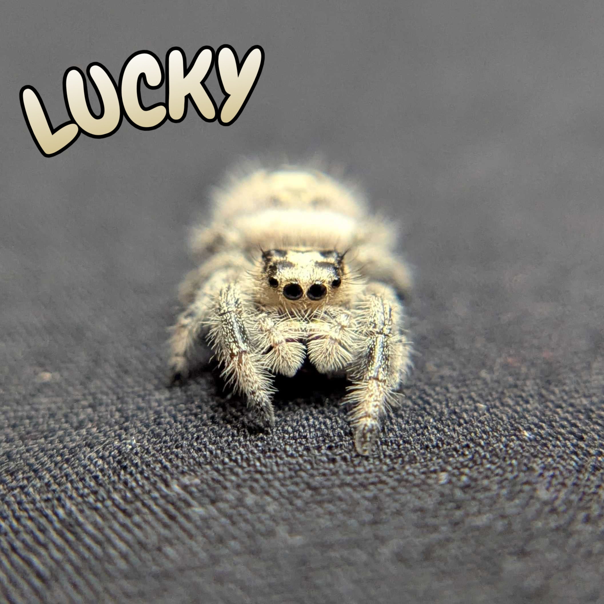 Regal Jumping Spider “Lucky”