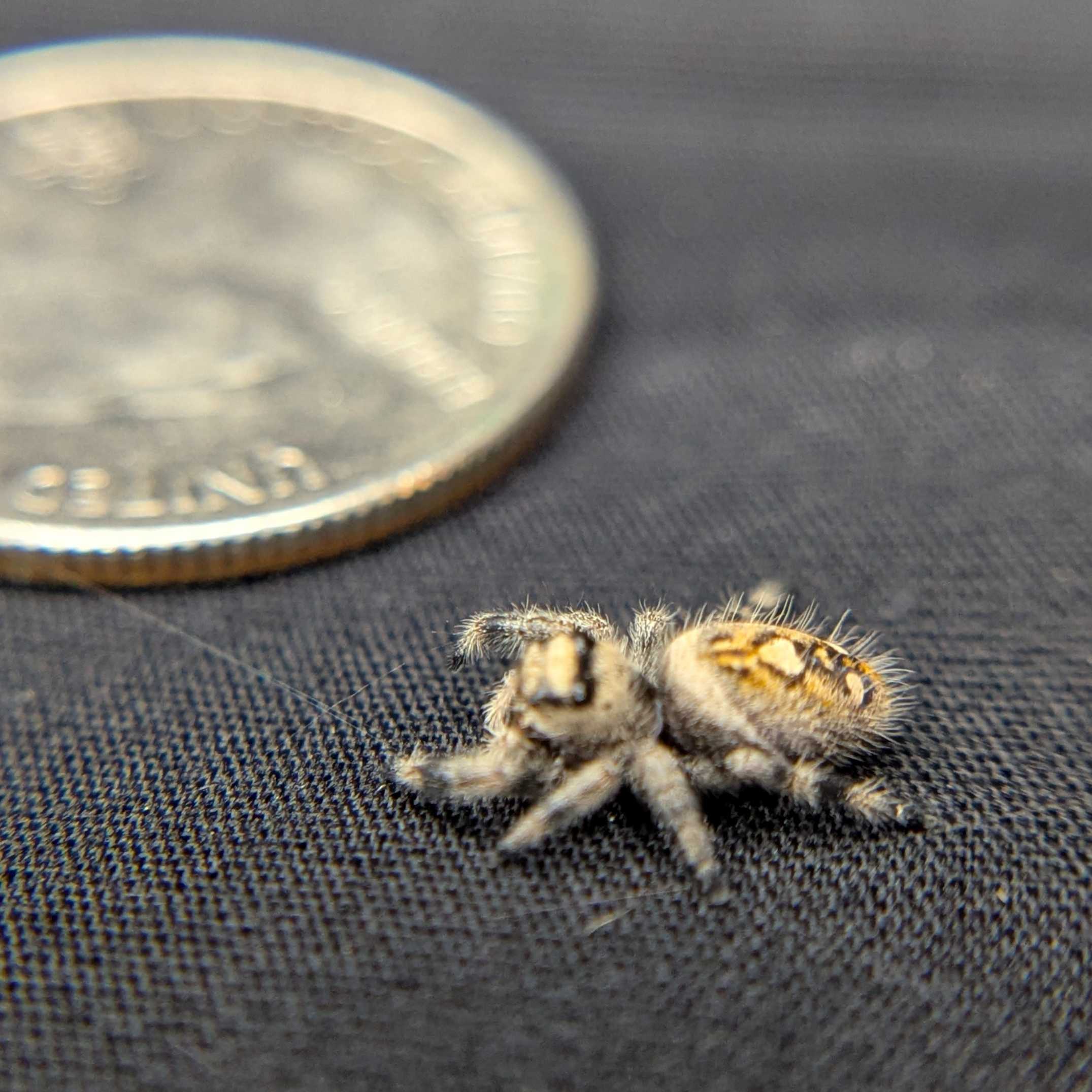 Regal Jumping Spider "Lemon"