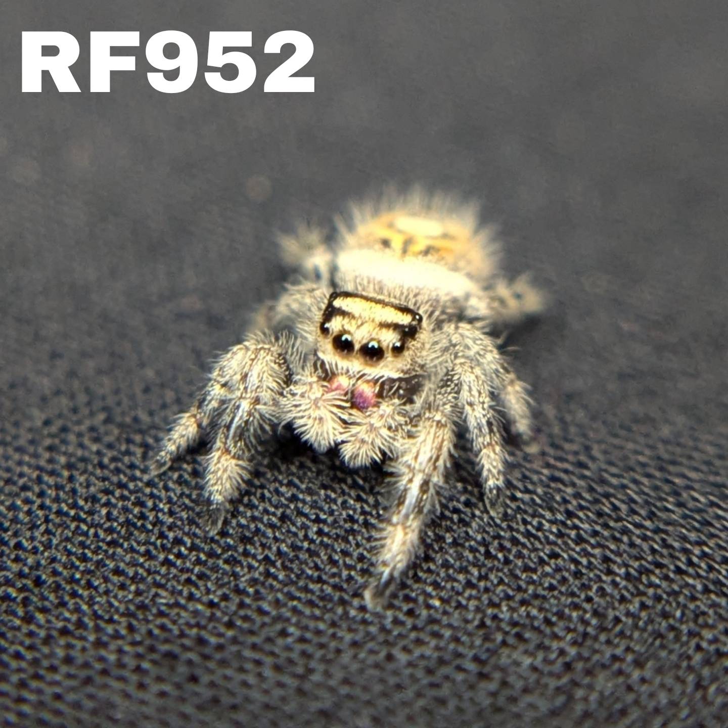 Regal Jumping Spider "Lemon"