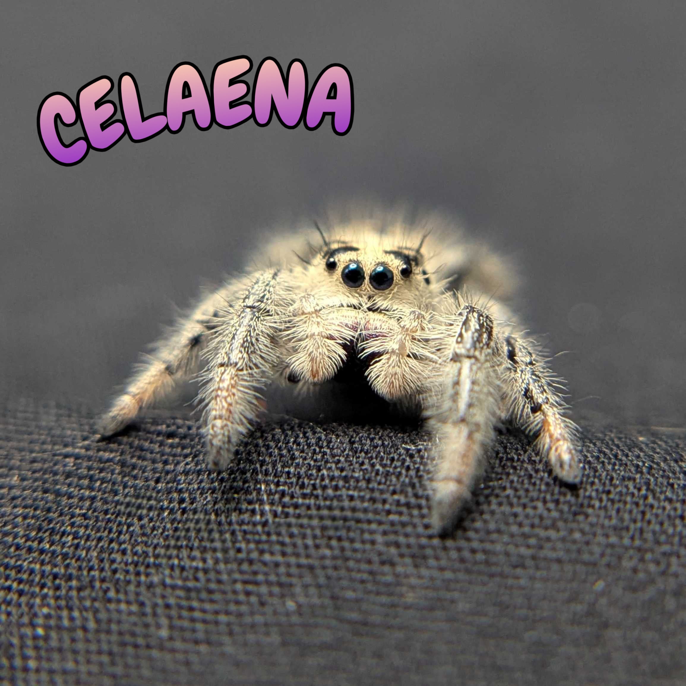 Regal Jumping Spider "Celaena"