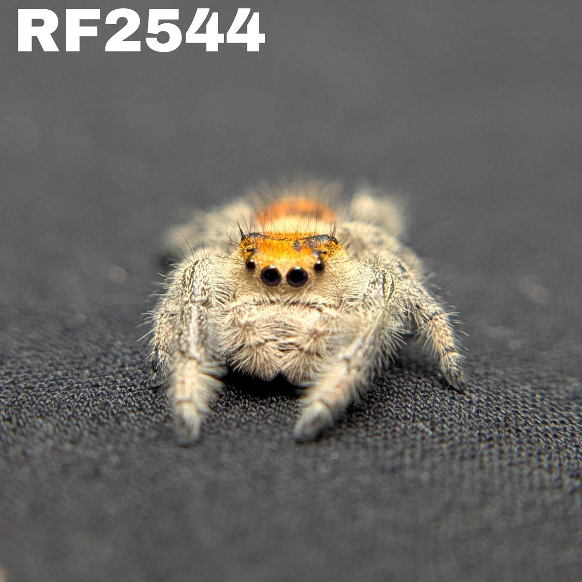 Regal Jumping Spider "Fruit"