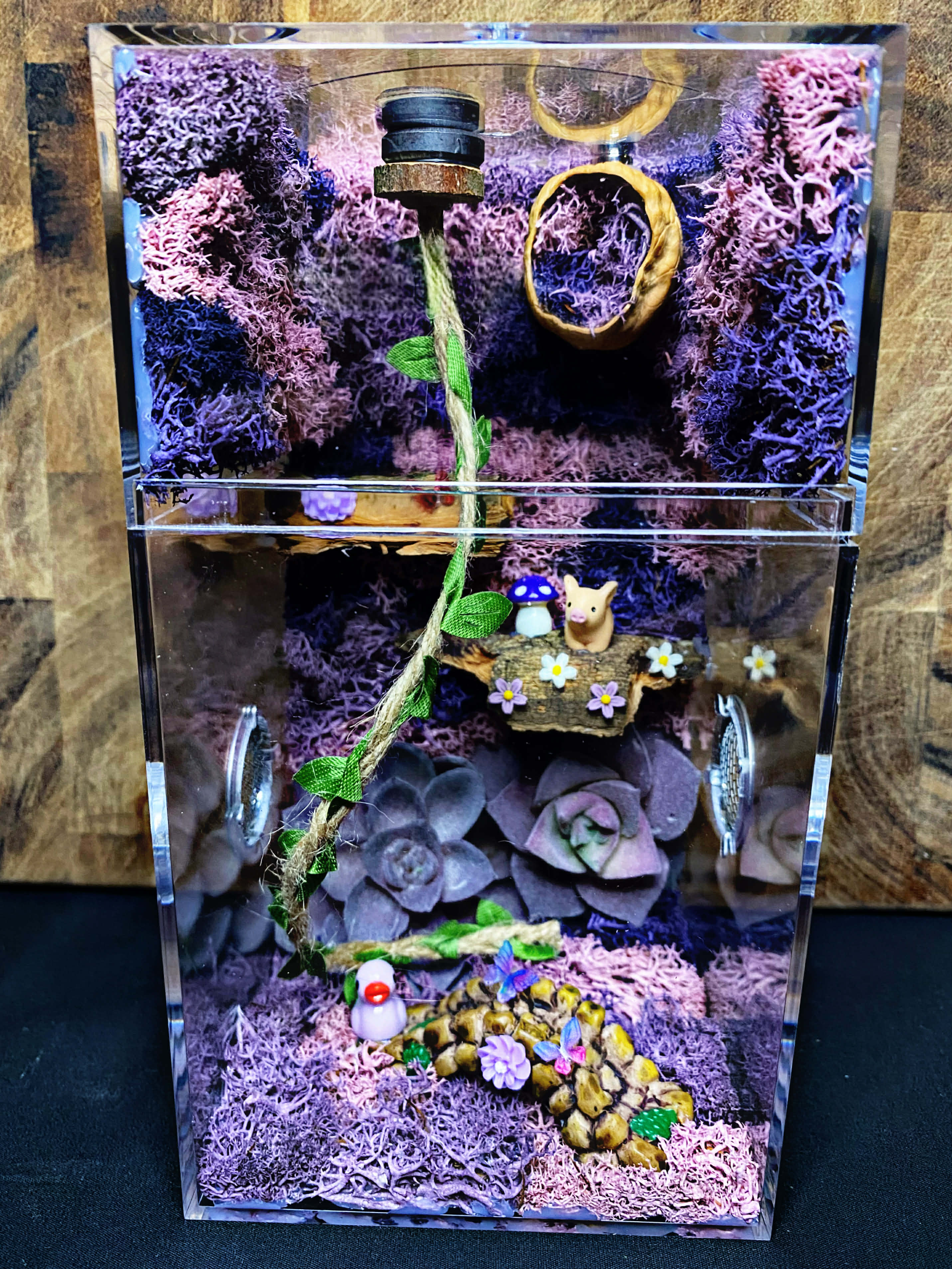 Custom Jumping Spider Enclosure