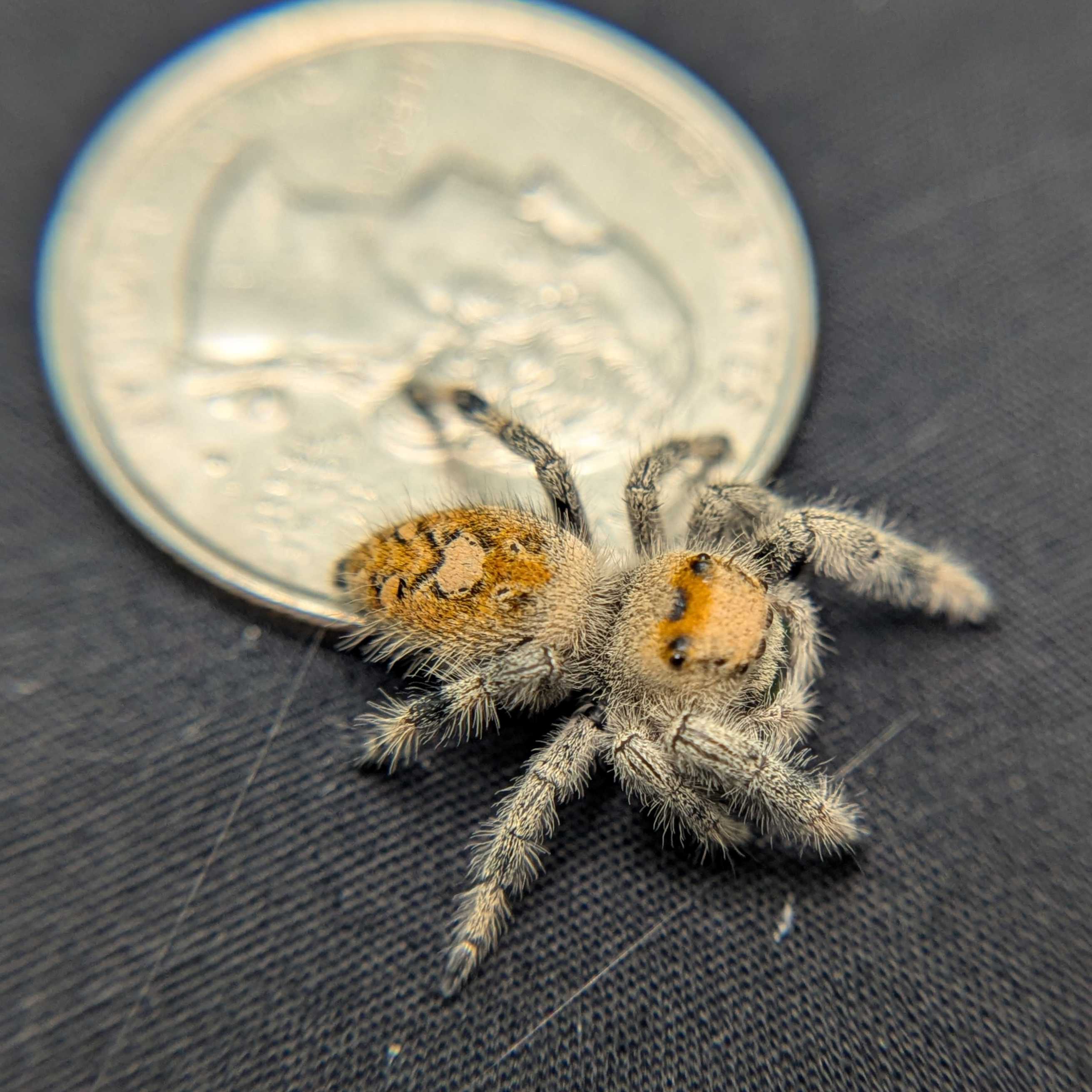 Regal Jumping Spider "Bumble"