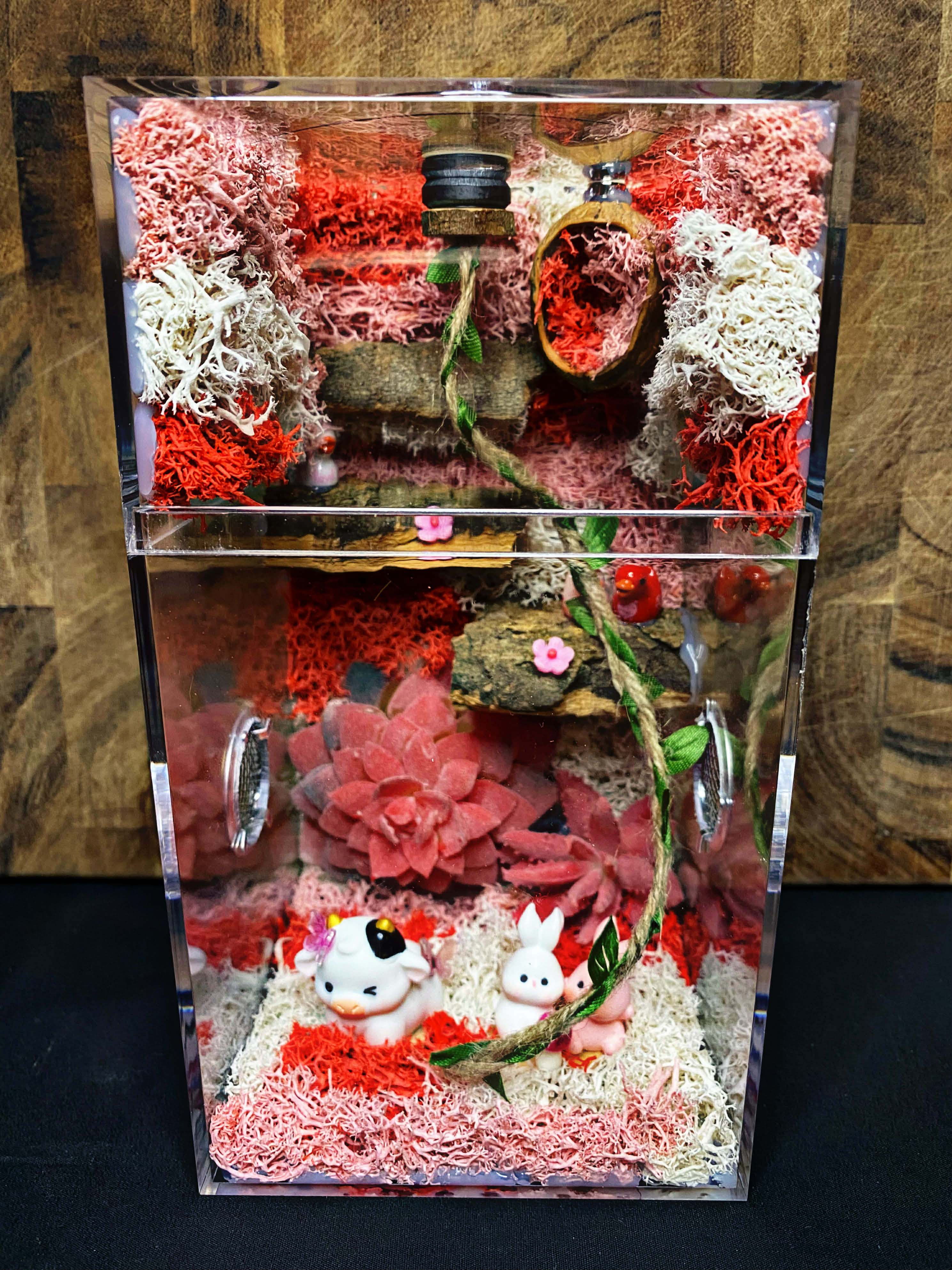 Custom Jumping Spider Enclosure