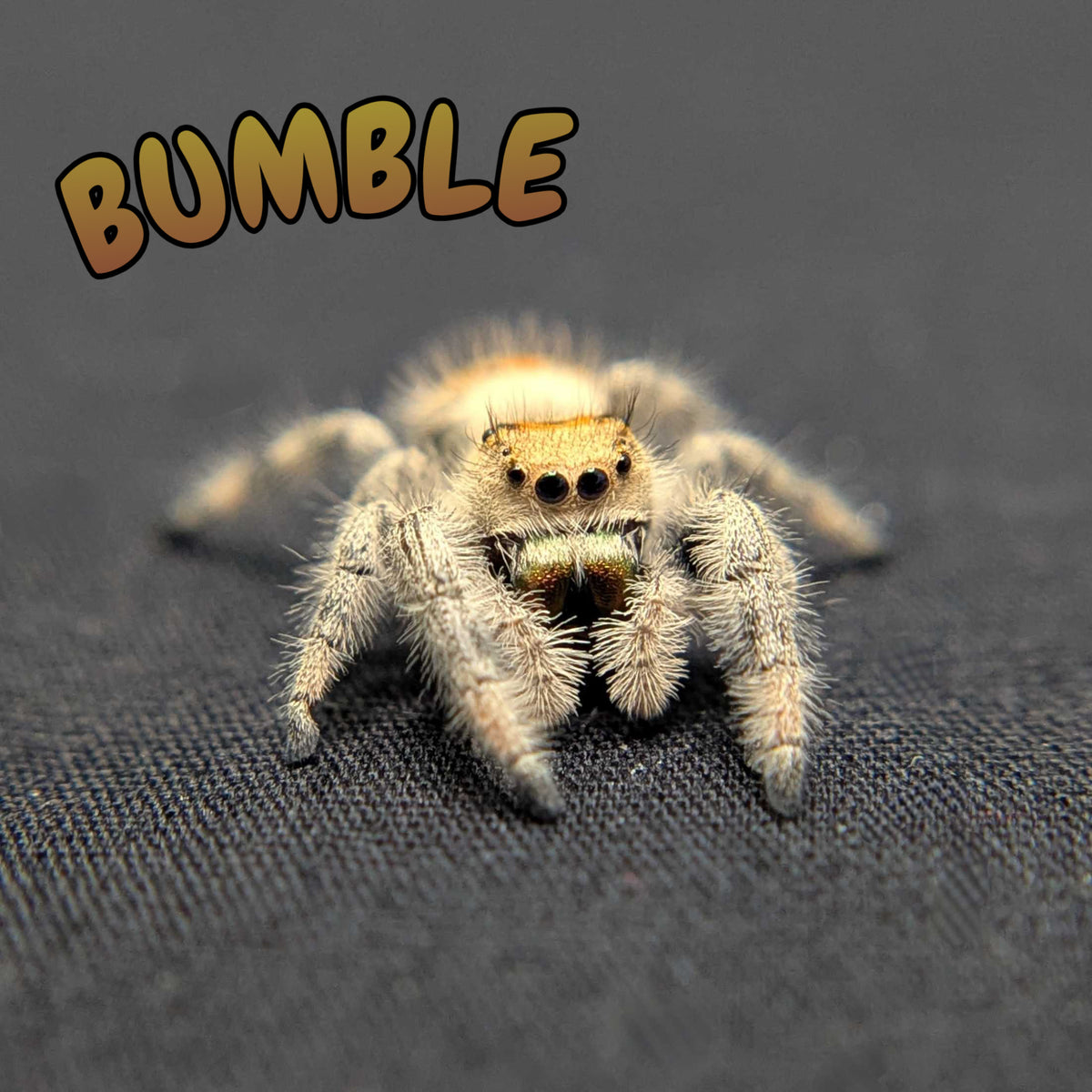 Regal Jumping Spider "Bumble"