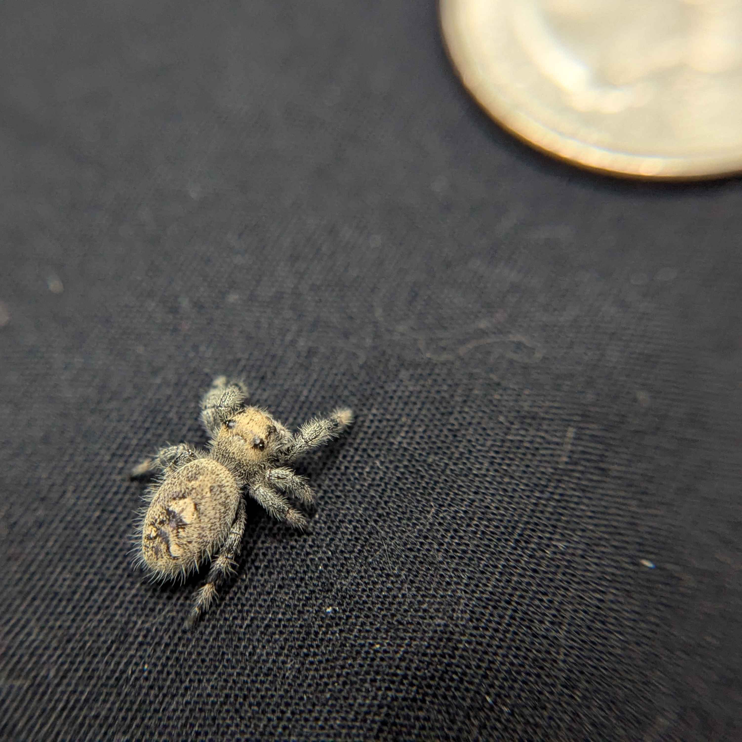 Regal Jumping Spider “Cereal Milk”