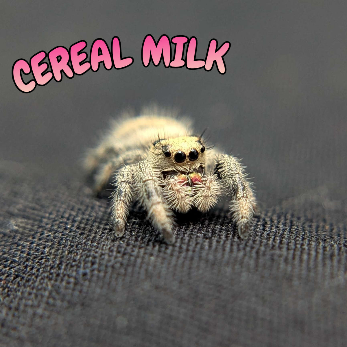 Regal Jumping Spider “Cereal Milk”
