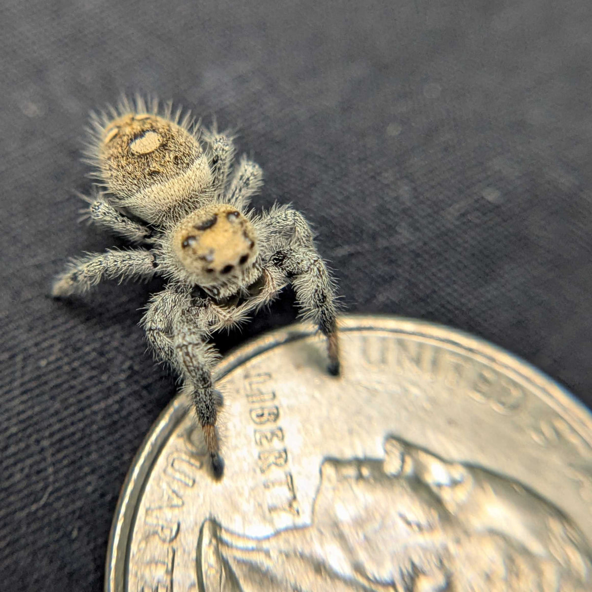 Regal Jumping Spider "Confetti"
