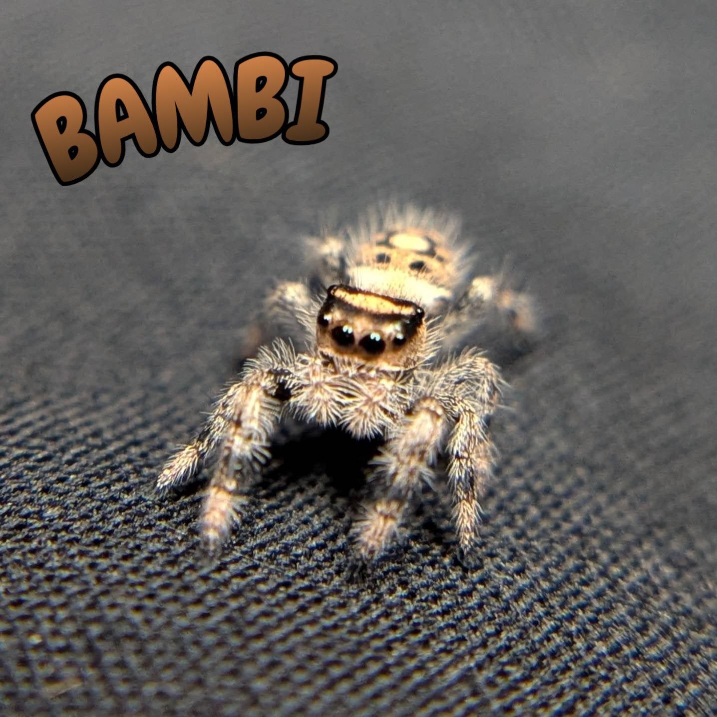 Regal Jumping Spider "Bambi"