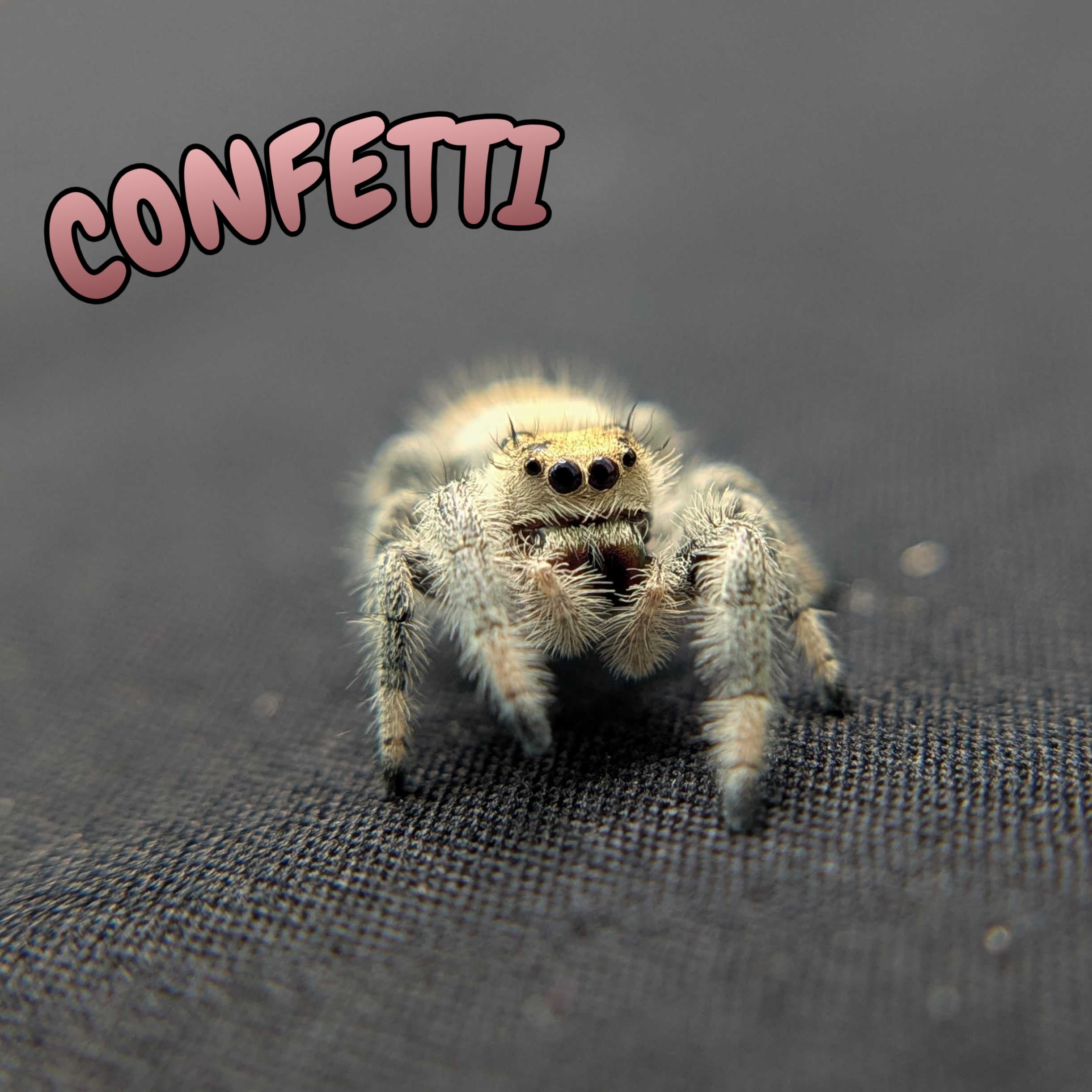 Regal Jumping Spider "Confetti"