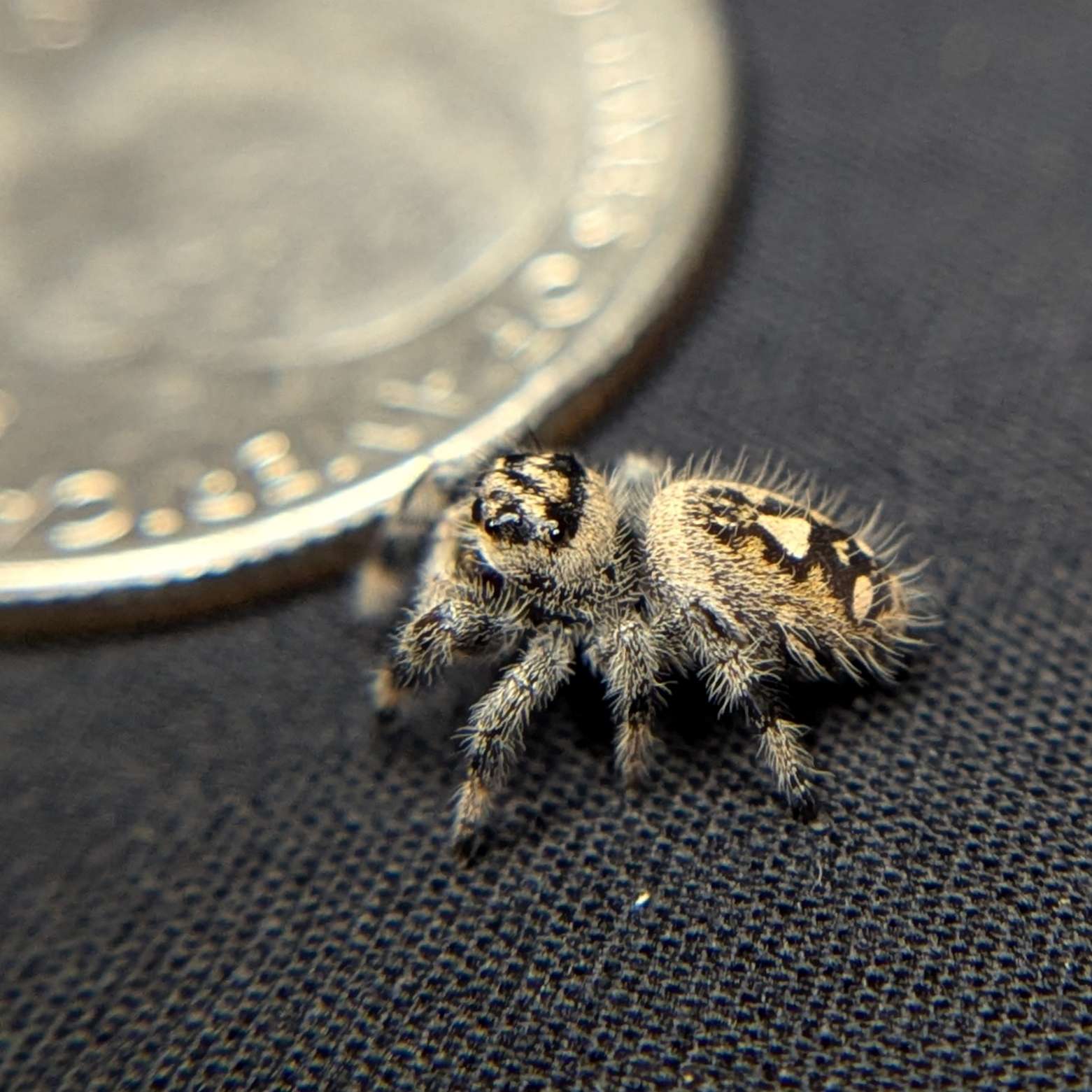 Regal Jumping Spider “Nova”