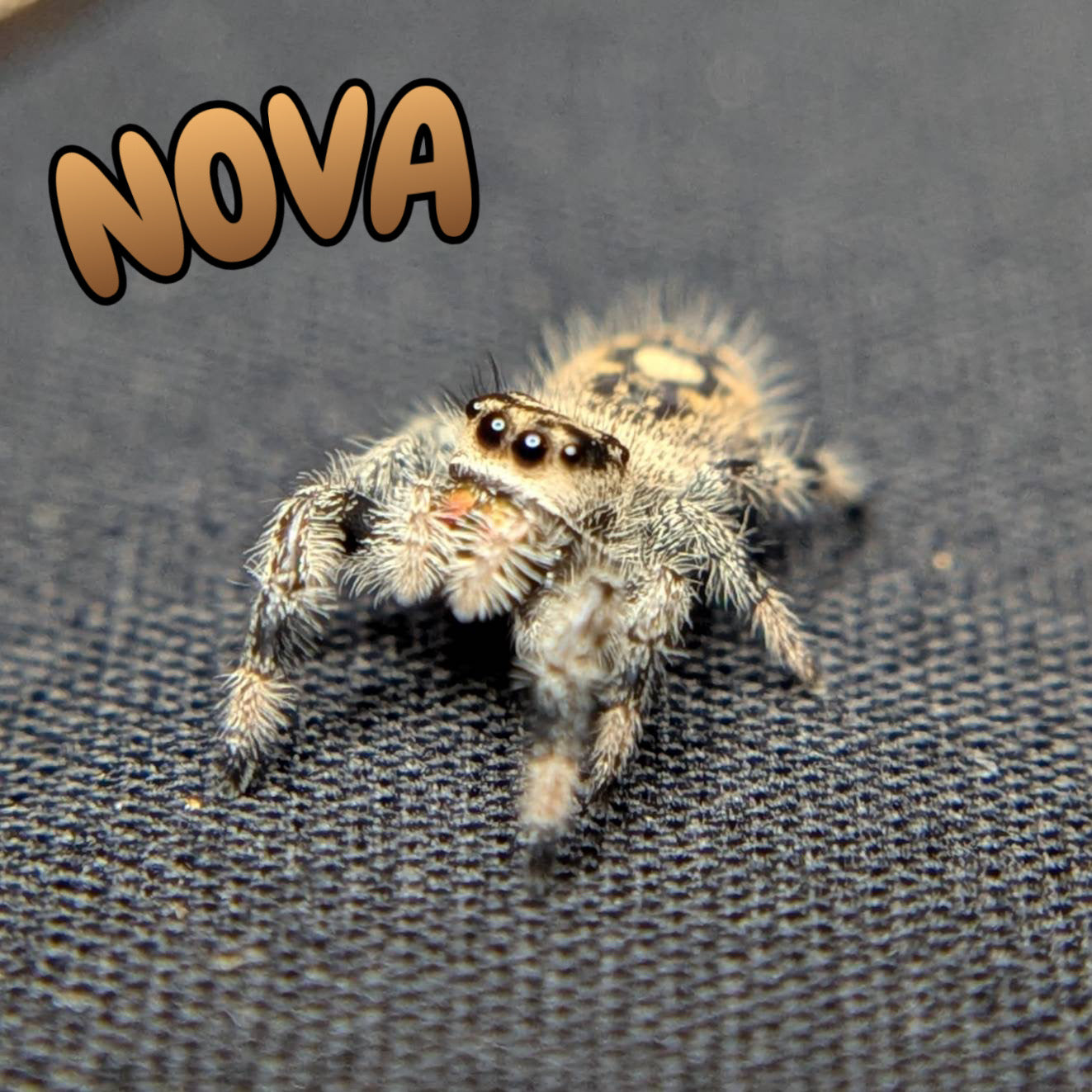 Regal Jumping Spider “Nova”