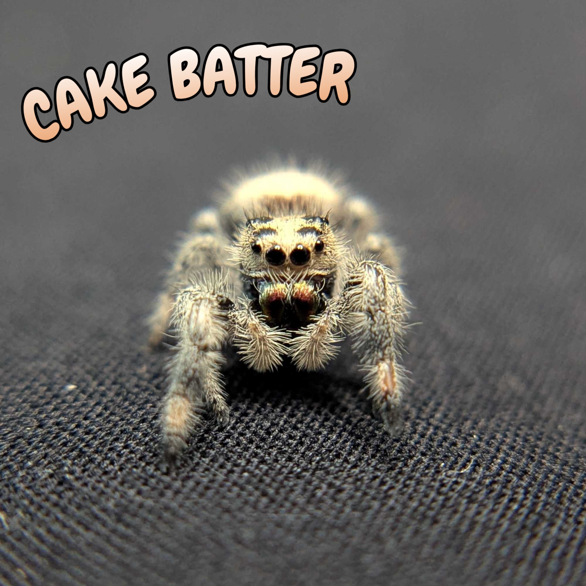 Regal Jumping Spider “Cake Batter”