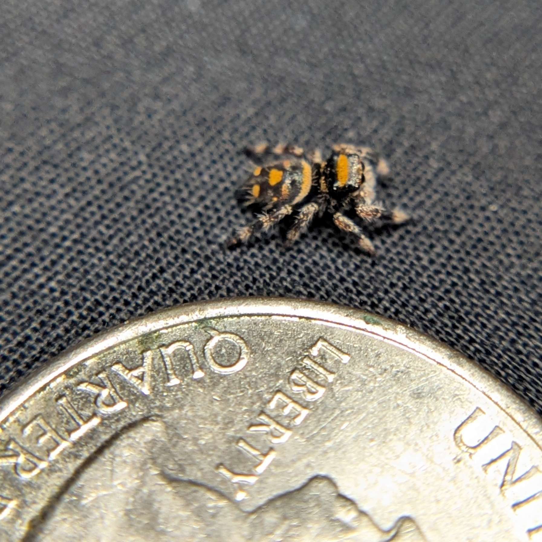 Regal Jumping Spider "Blood Orange"