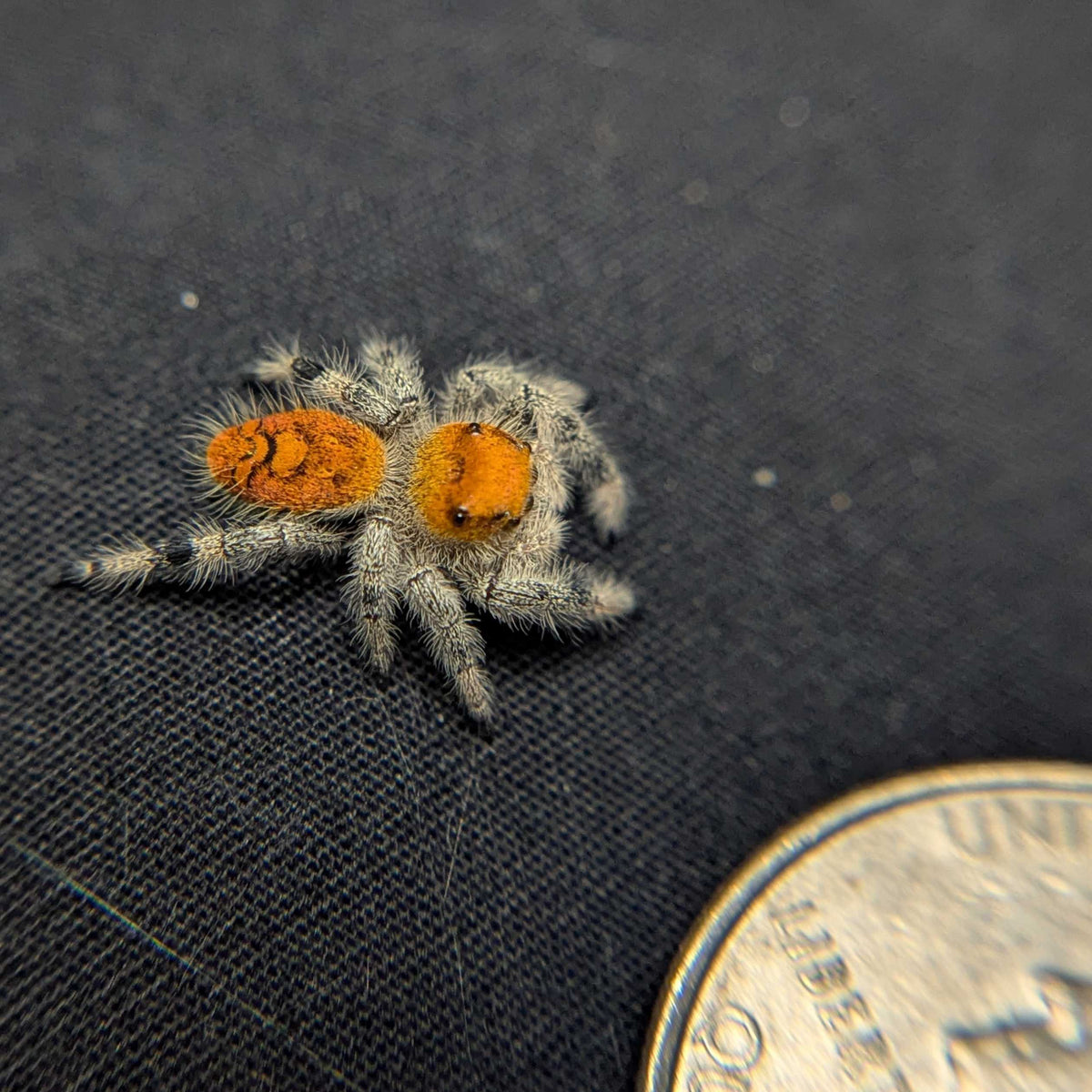 Regal Jumping Spider "Tangerine"