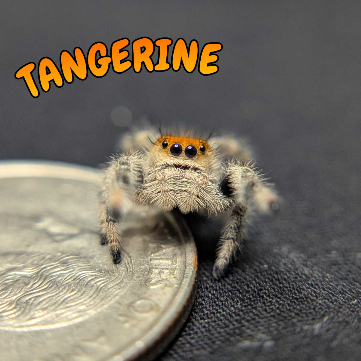 Regal Jumping Spider "Tangerine"