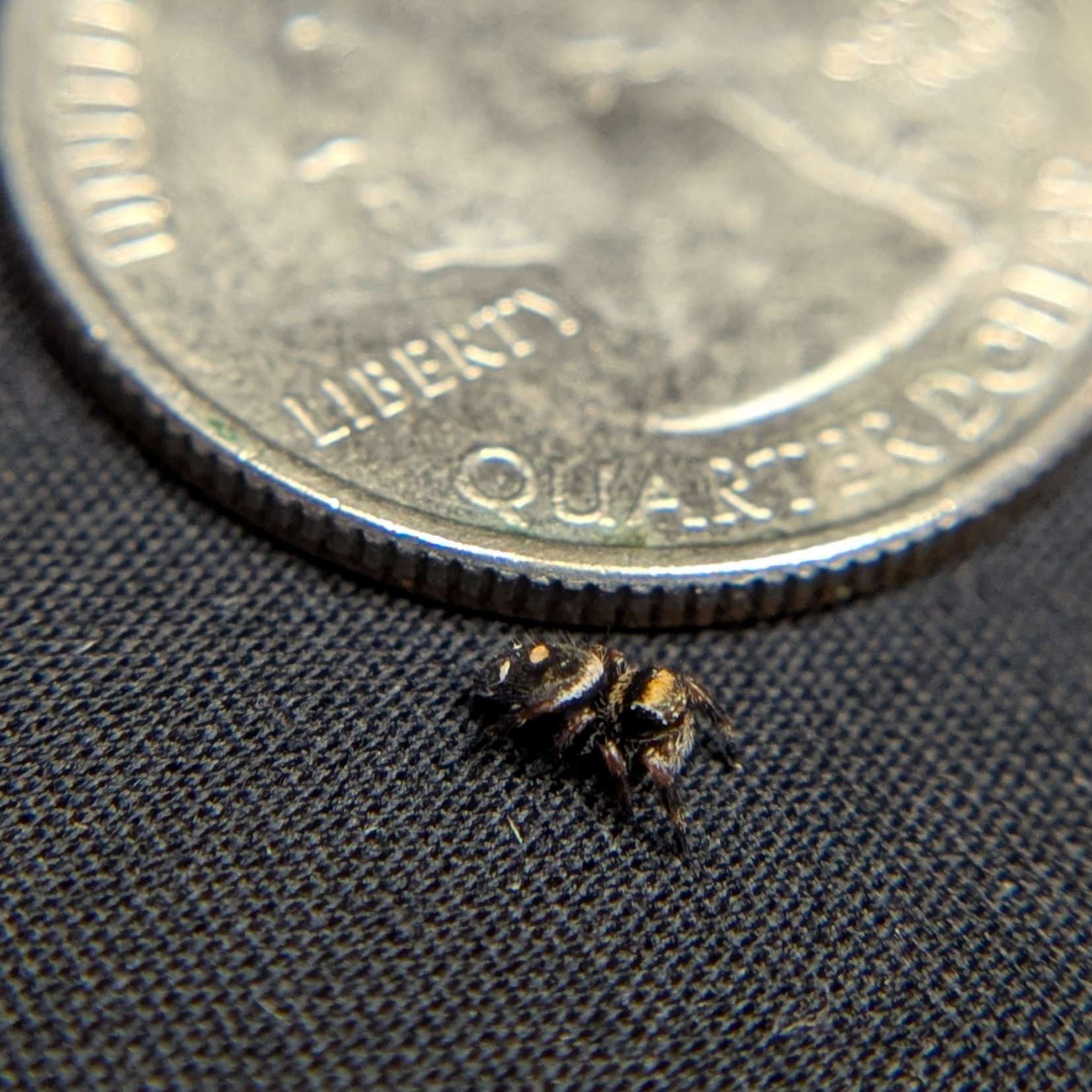 Regal Jumping Spider "Coffee"