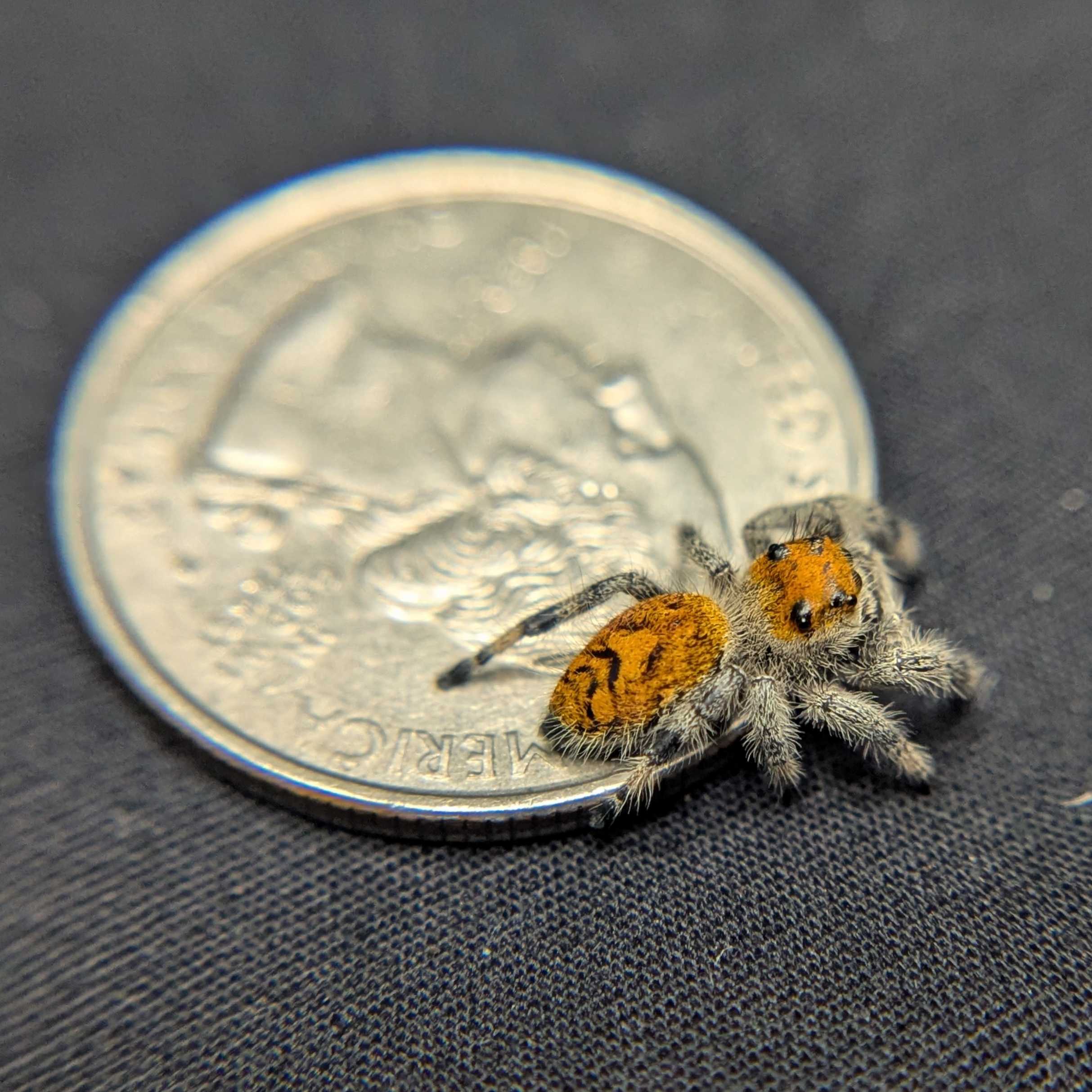 Regal Jumping Spider "Jelly Bean"