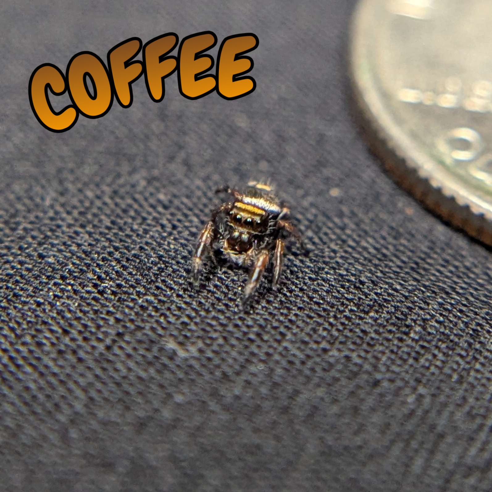 Regal Jumping Spider "Coffee"