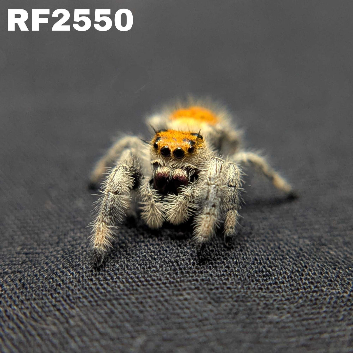 Regal Jumping Spider "Jelly Bean"