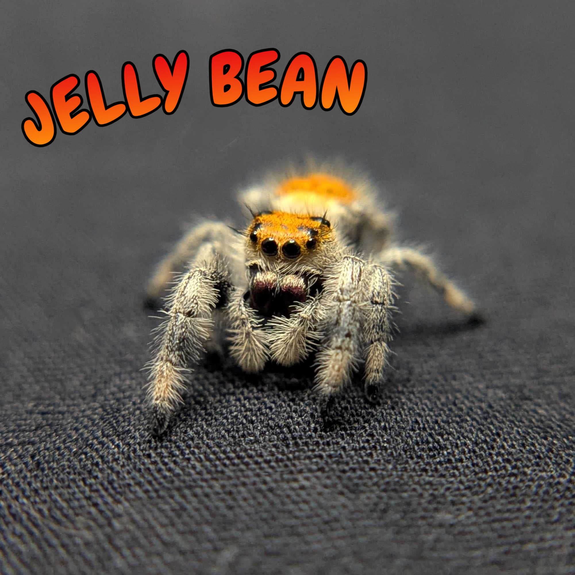Regal Jumping Spider "Jelly Bean"