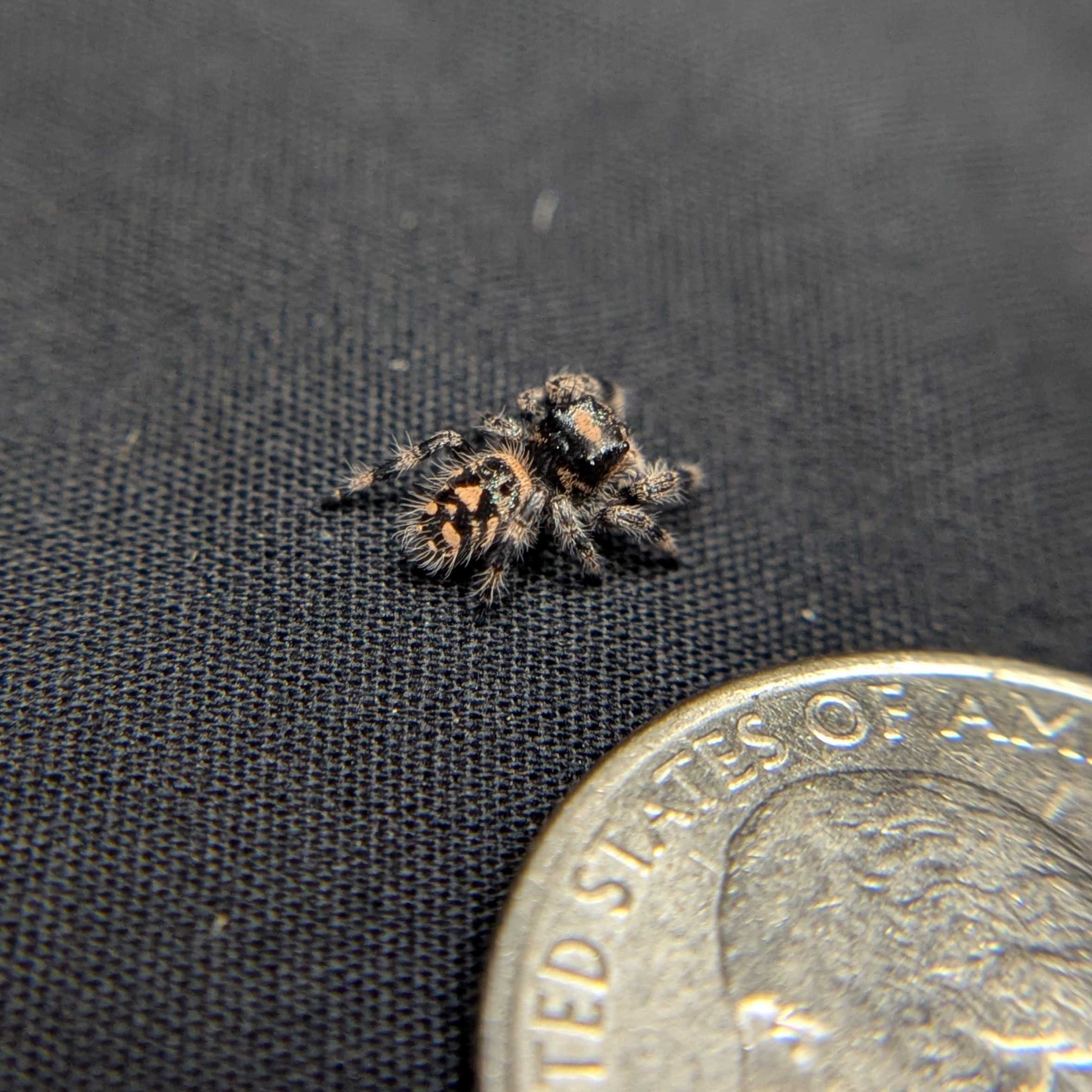 Regal Jumping Spider "Gingersnap"