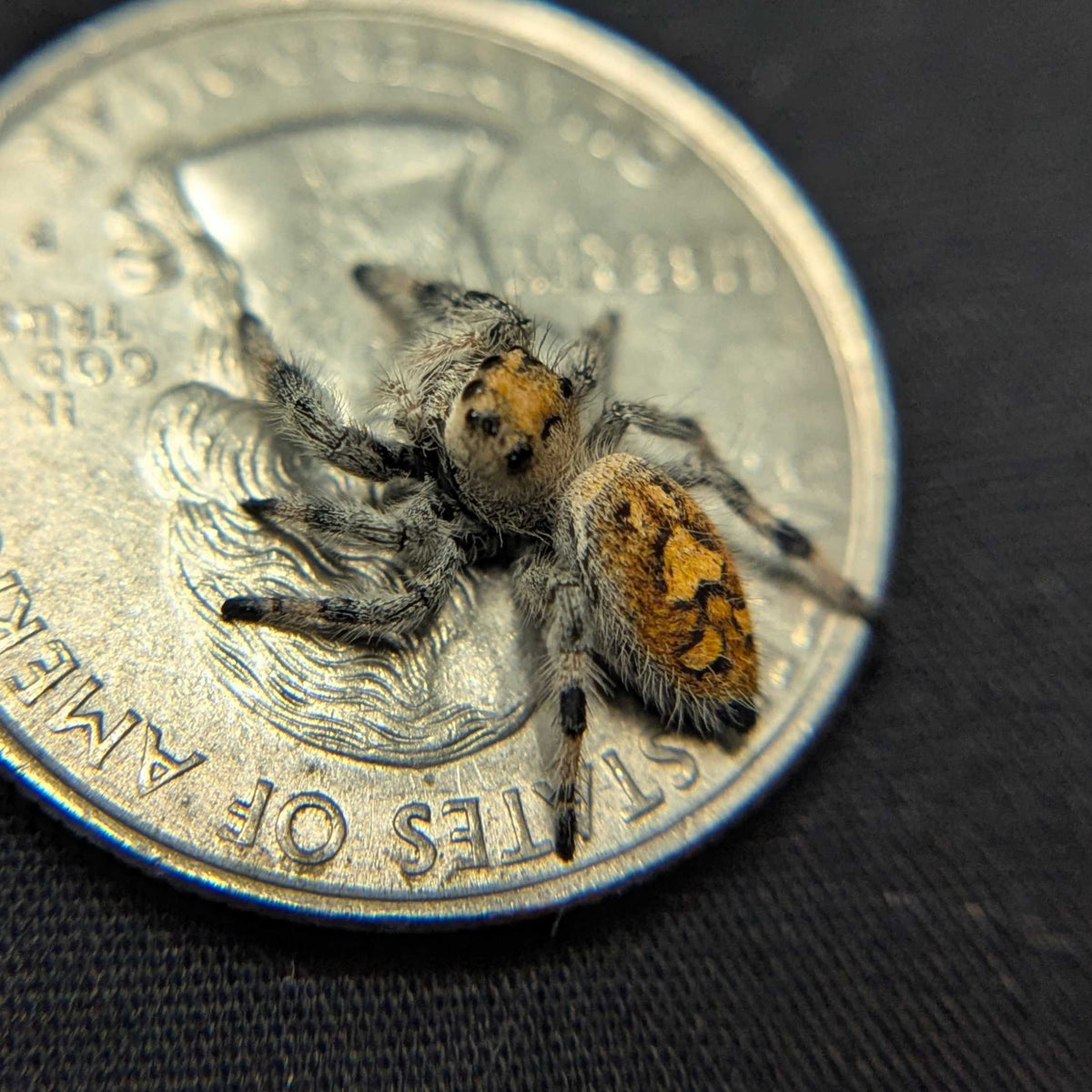 Regal Jumping Spider "Lunaria"