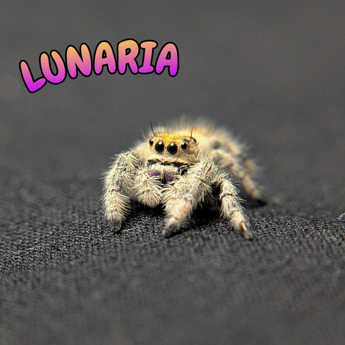 Regal Jumping Spider "Lunaria"