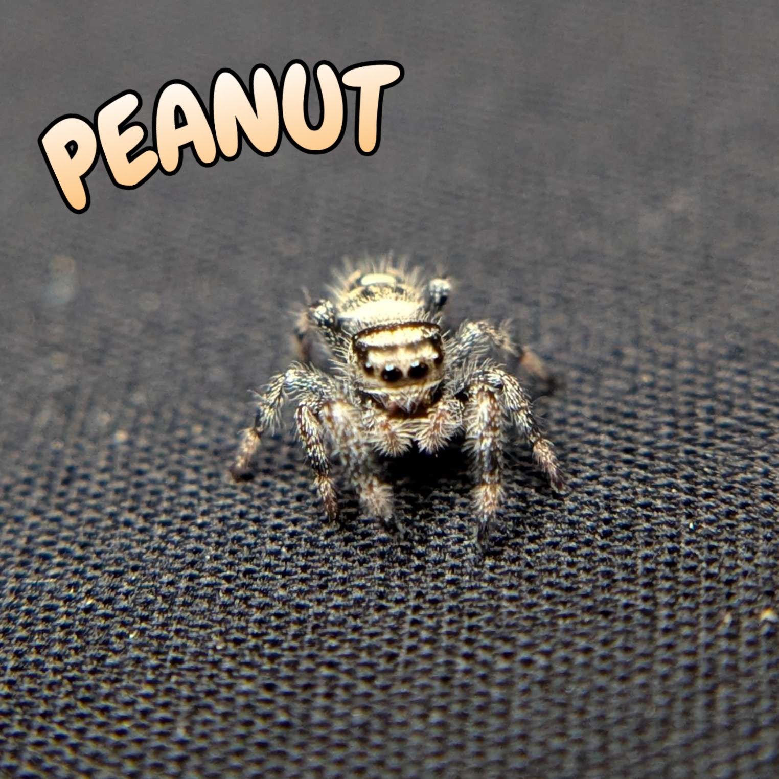 Regal Jumping Spider "Peanut"