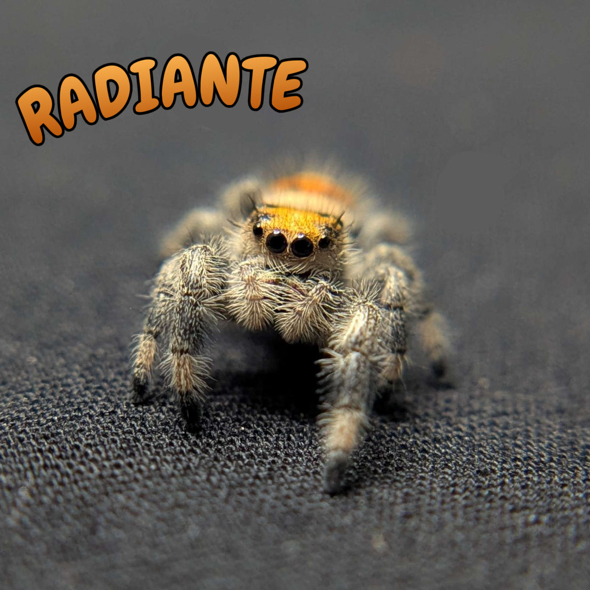 Regal Jumping Spider "Radiante"