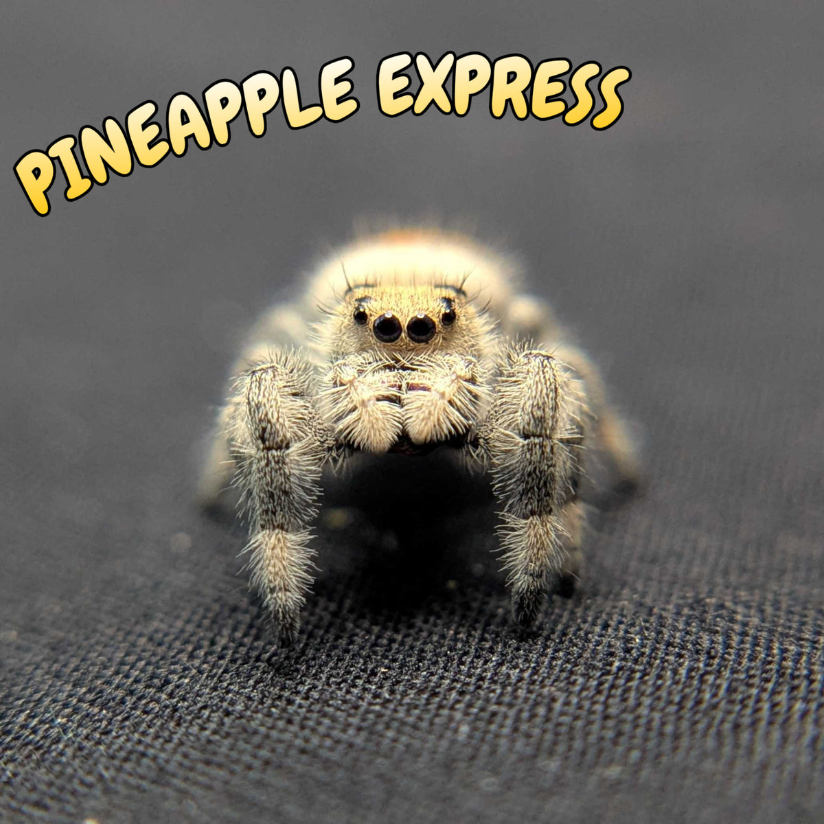 Regal Jumping Spider “Pineapple Express”