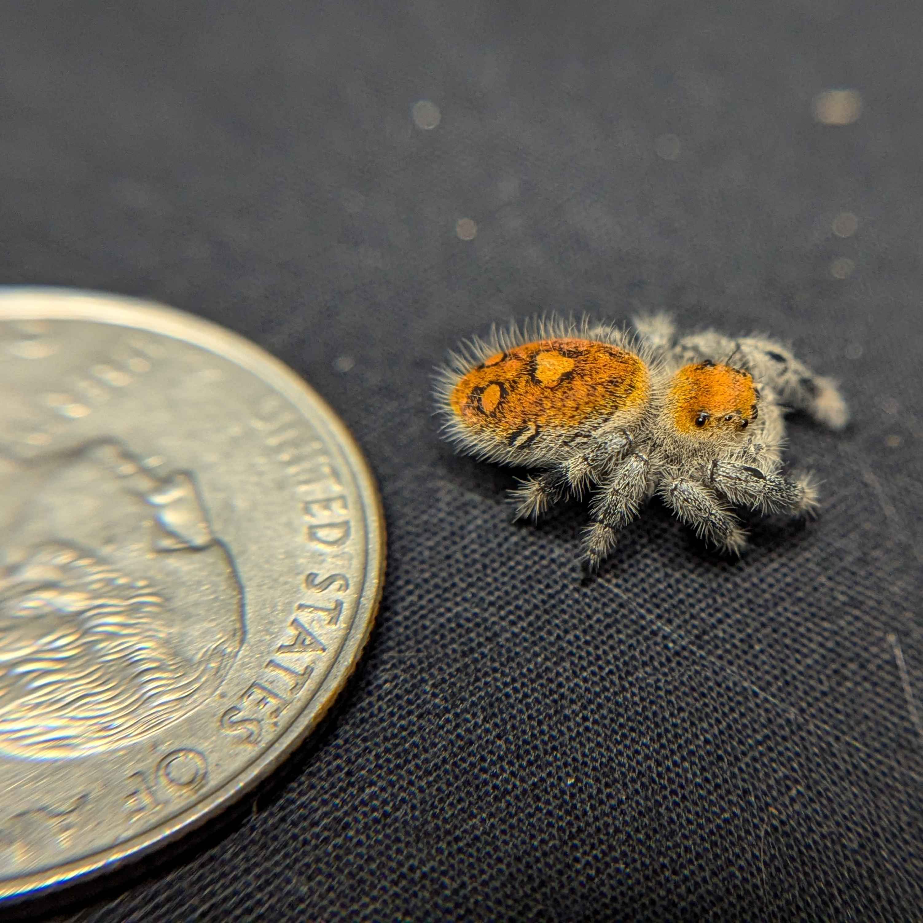 Regal Jumping Spider “Tropicana Poison”
