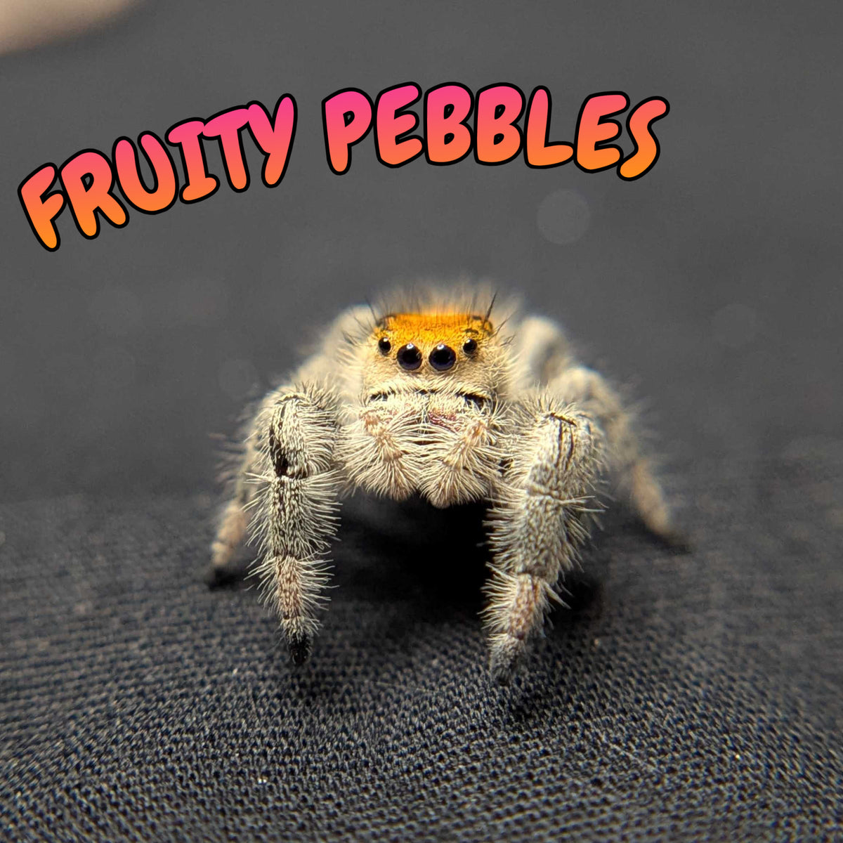 Regal Jumping Spider “Fruity Pebbles”