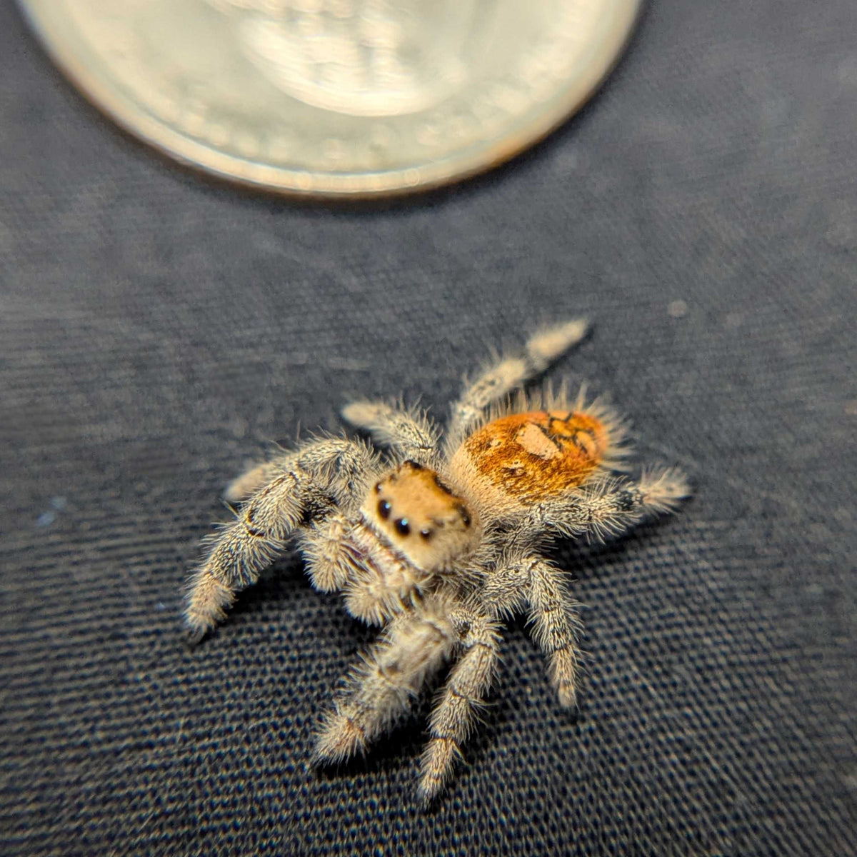 Regal Jumping Spider "Violet Blaze"