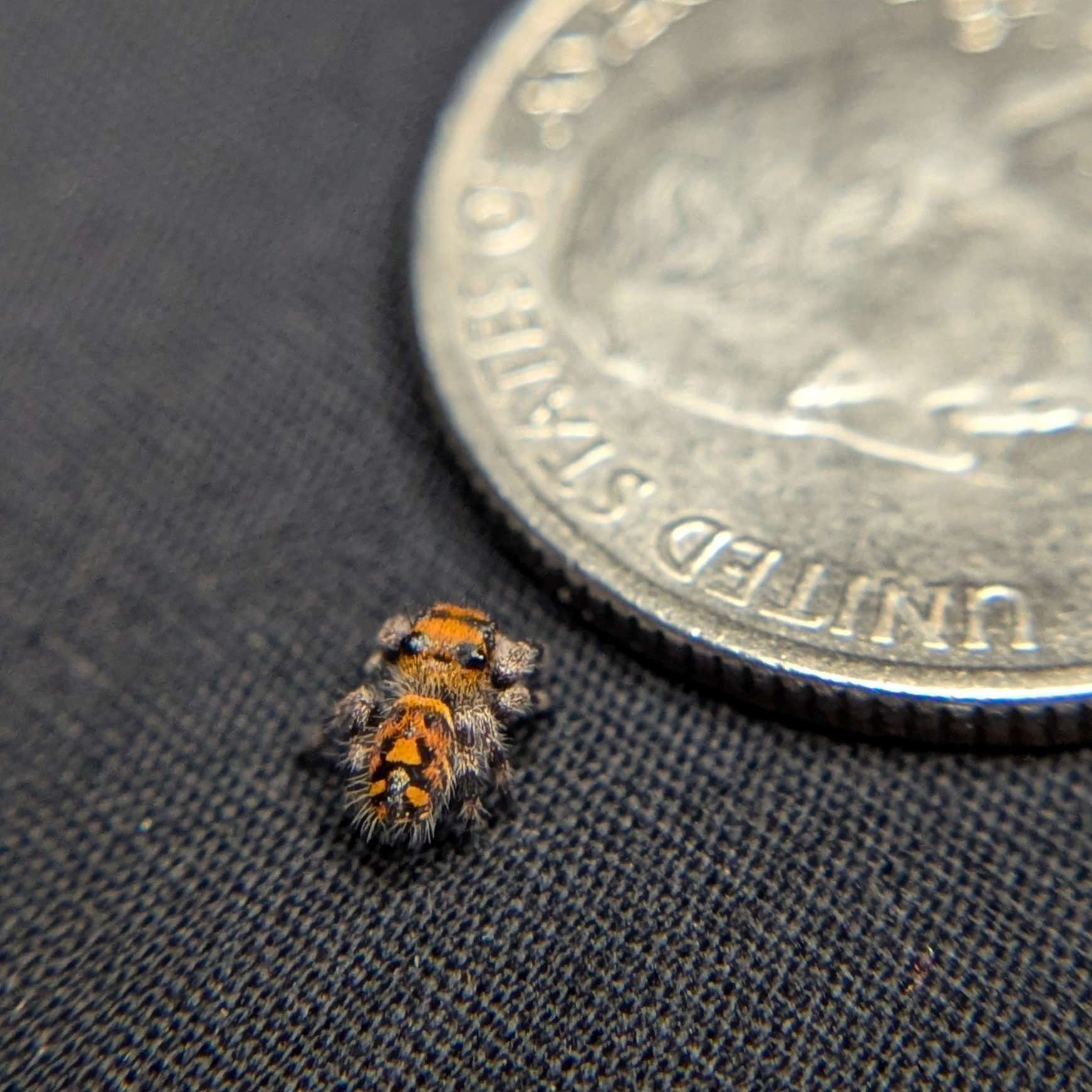 Regal Jumping Spider "Tiger"