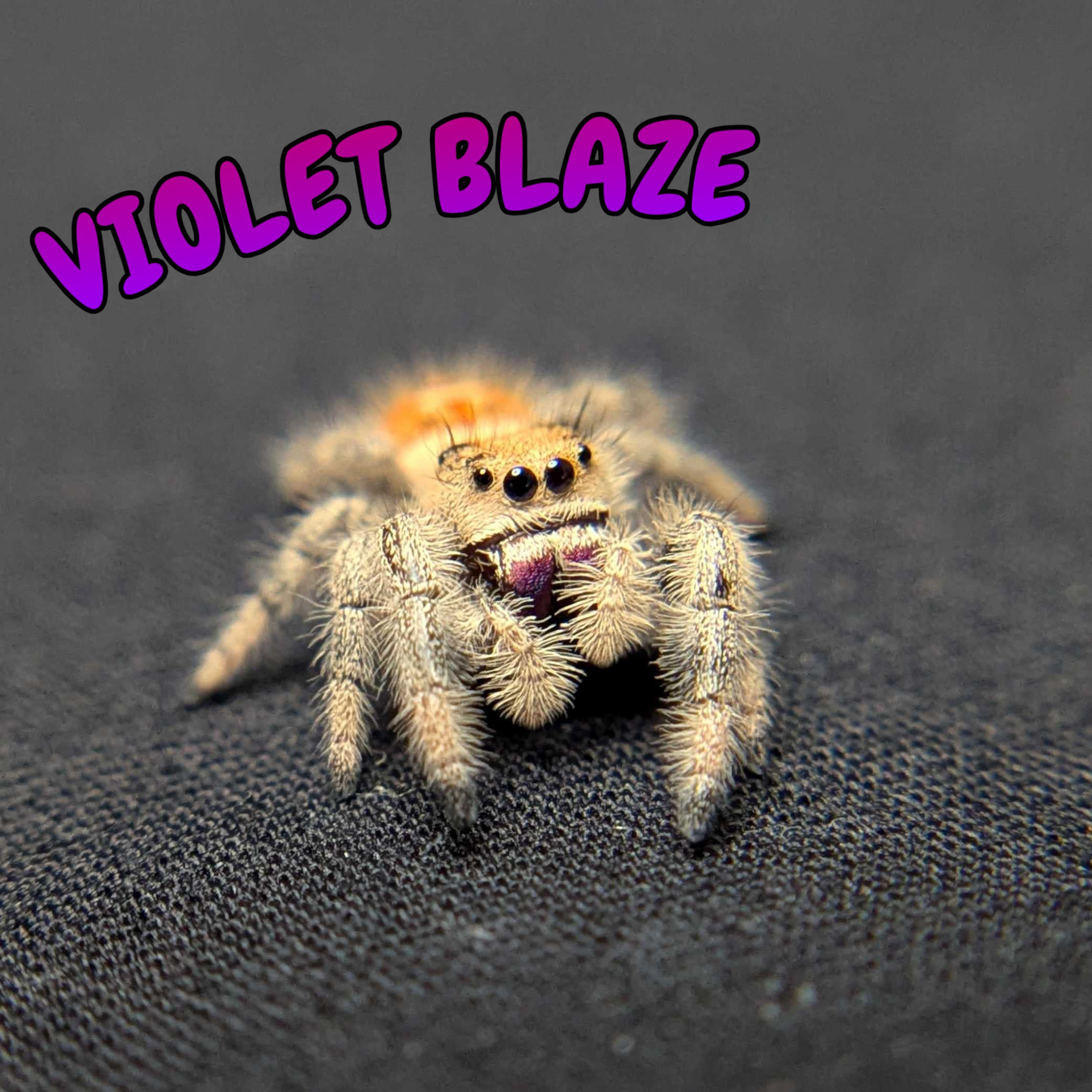 Regal Jumping Spider "Violet Blaze"