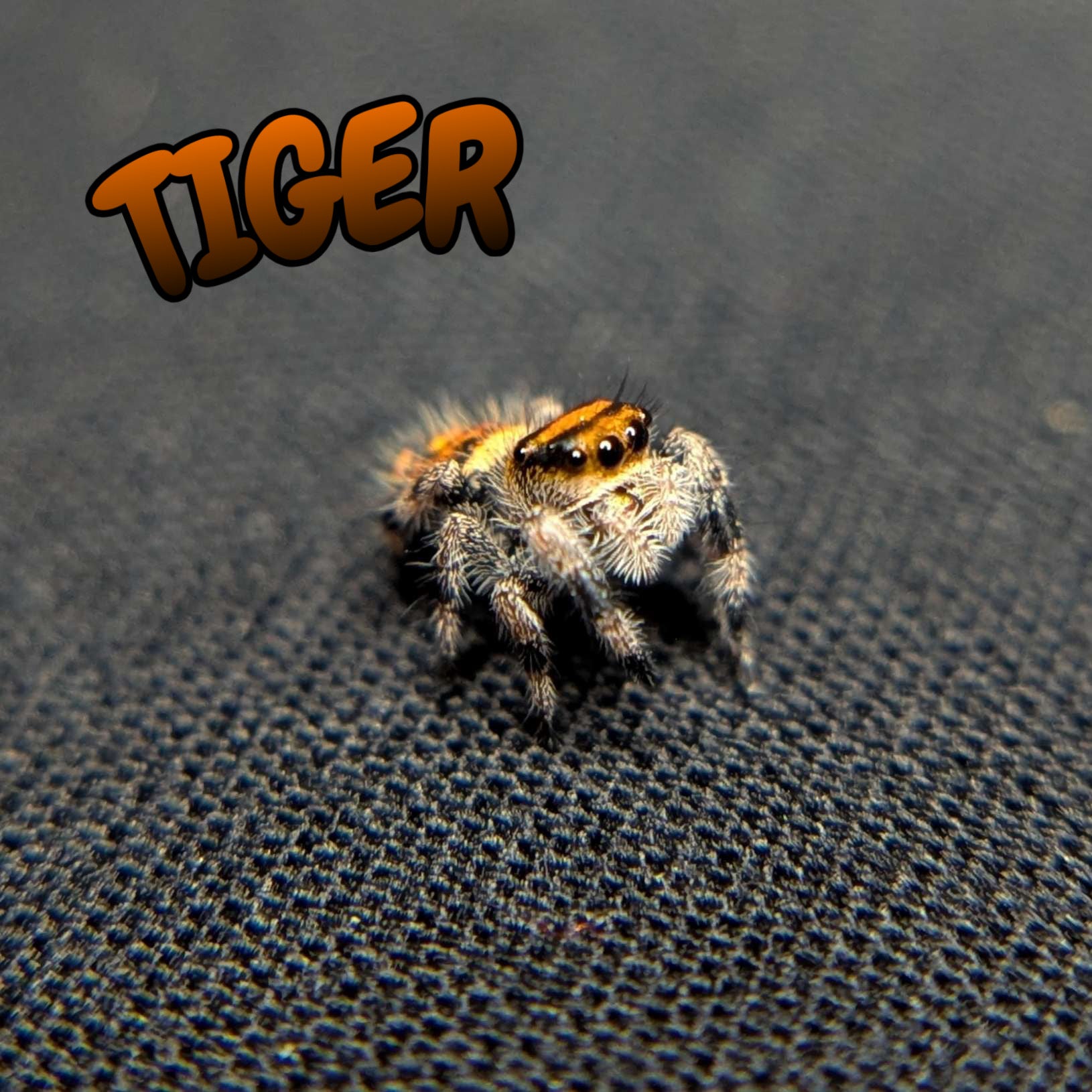 Regal Jumping Spider "Tiger"