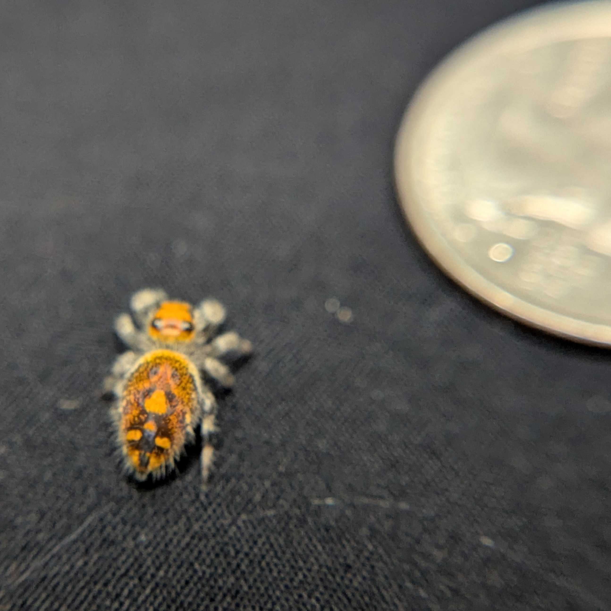 Regal Jumping Spider “Palmetto”