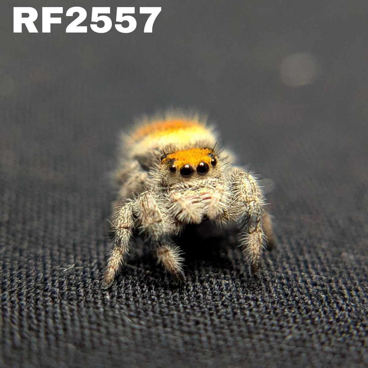 Regal Jumping Spider “Palmetto”
