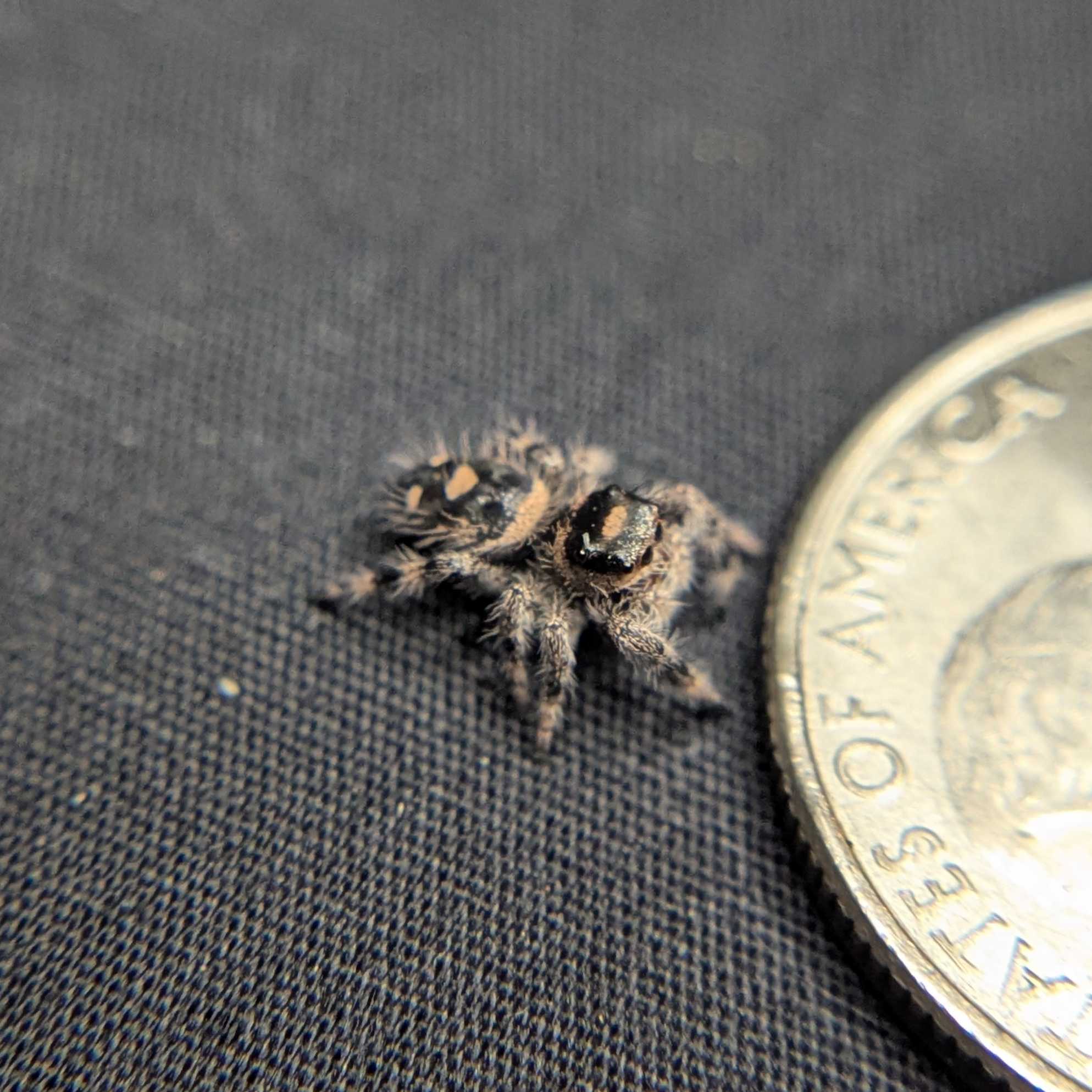 Regal Jumping Spider "Daisy"