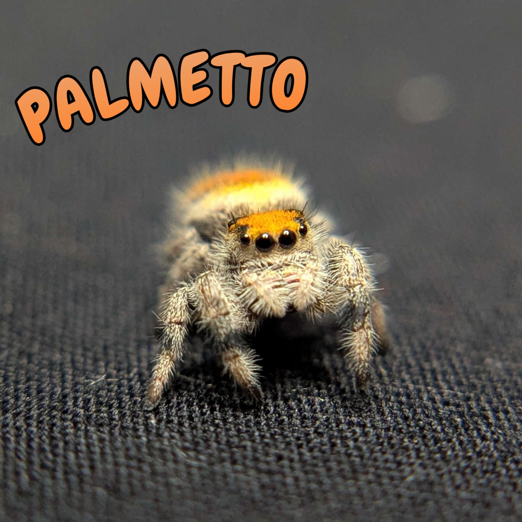 Regal Jumping Spider “Palmetto”