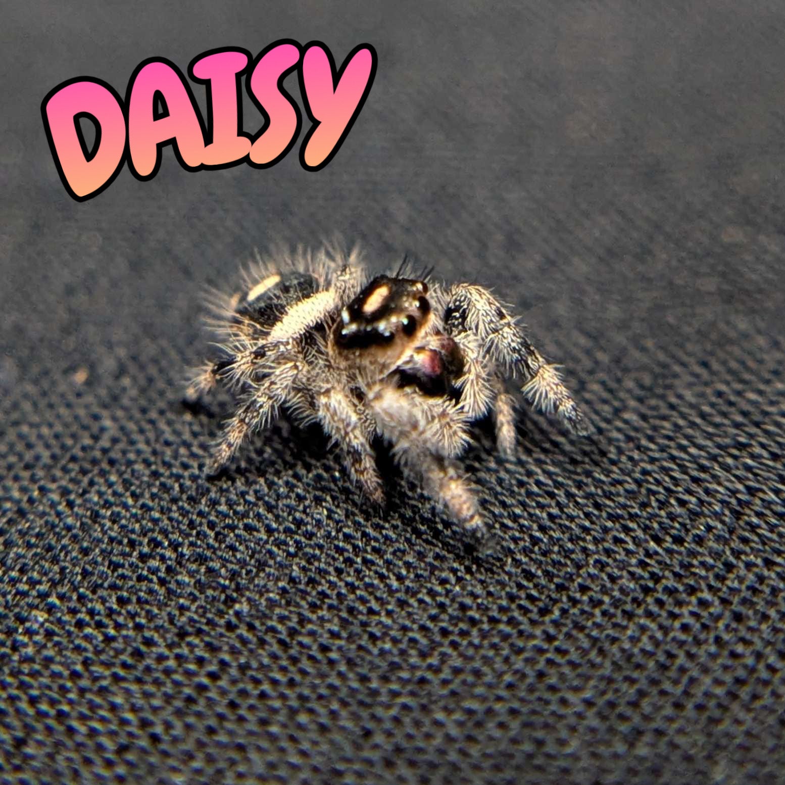 Regal Jumping Spider "Daisy"