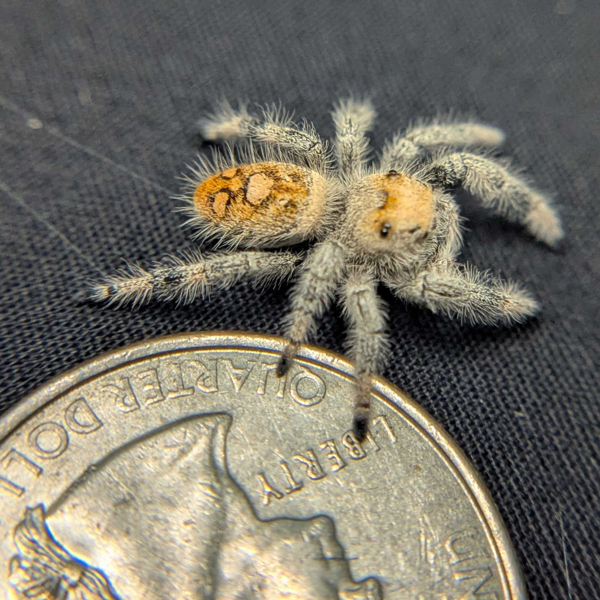 Regal Jumping Spider “Fern”